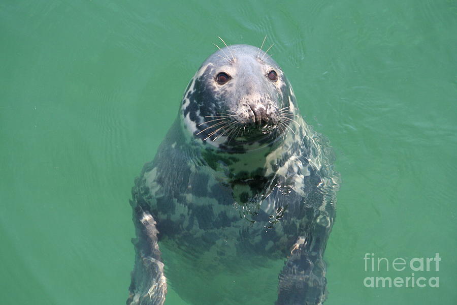 Inquisitive seal Photograph by Jim Gillen