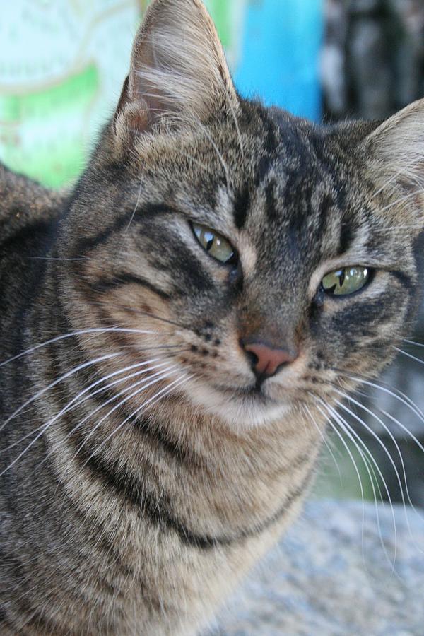 Inquisitive Tabby Cat With Green Eyes Photograph