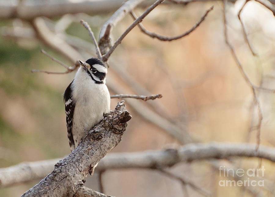 Inquisitive Woodpecker Photograph by Cheryl Baxter