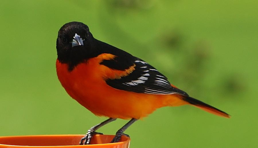 Oriole Photograph - Inquisitve Oriole by Bruce Bley