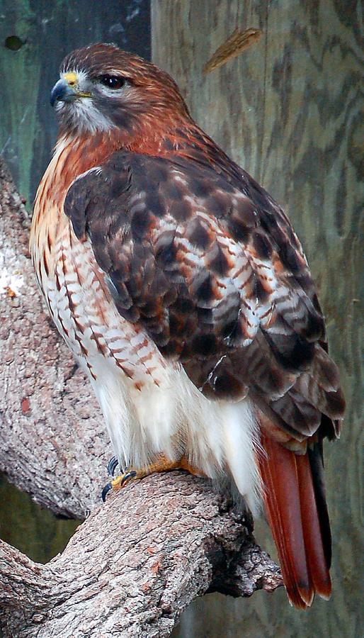 Inquisitve Red Tailed Male Hawk Photograph by Donna Proctor