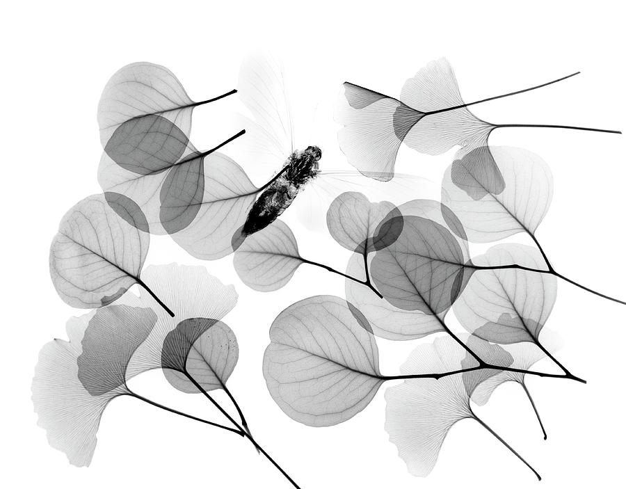 Insect And Plant Leaves Photograph by Albert Koetsier X-ray