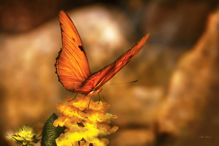 Flower Photograph - Insect - Butterfly - Just a bit of orange  by Mike Savad