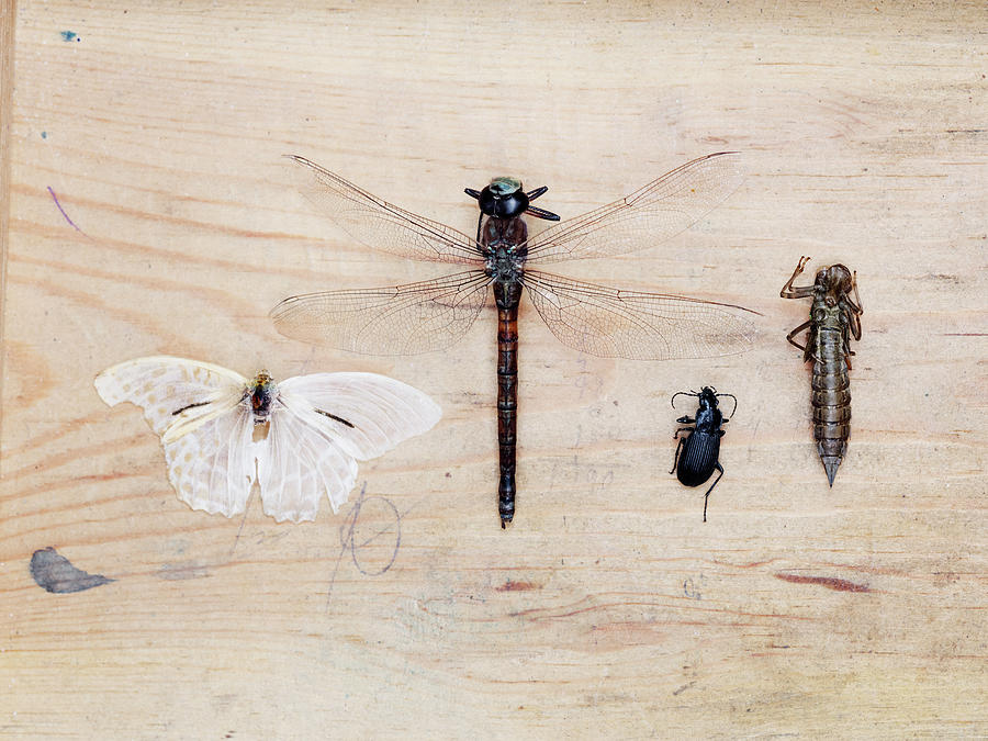 Insect Collection On Wooden Background Photograph by Johner Images Insect Collection On Wooden Background Photograph by Johner Images