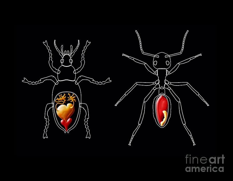 insect-defence-glands-artwork-photograph-by-claus-lunau-pixels