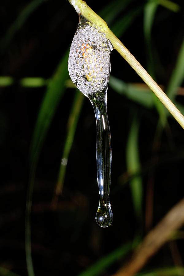 Insect Foam On A Plant Stalk Photograph by Dr Morley Read
