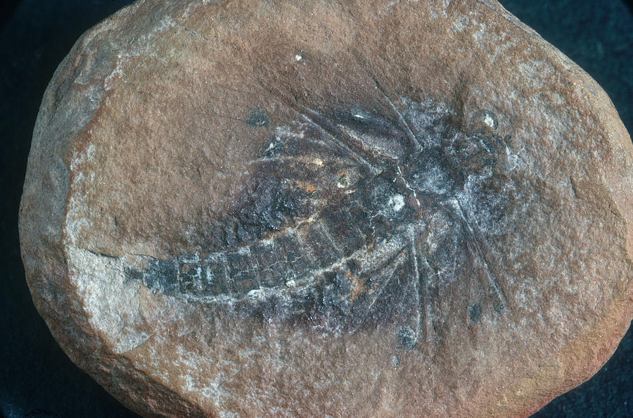 Insect Fossil Photograph by Louise K. Broman