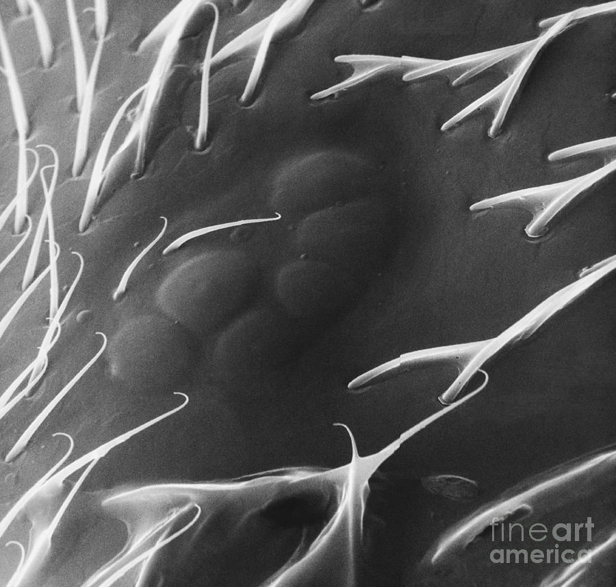 Insect Hair Sem Photograph by David M. Phillips