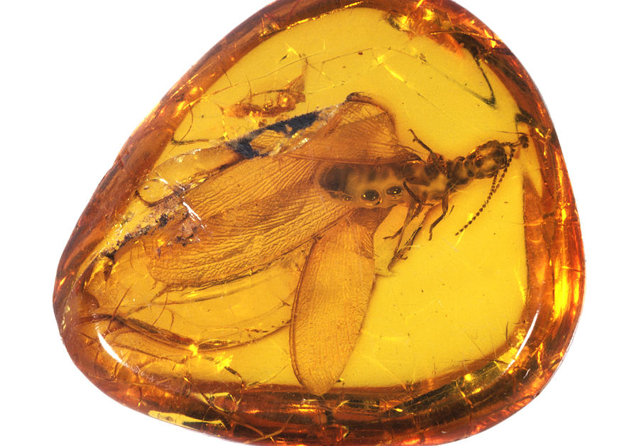 Insect In Amber Photograph by E.r. Degginger