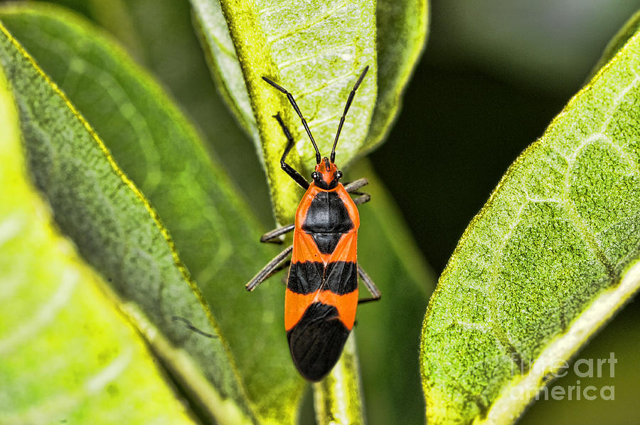 Insect - Milkweed Bug Photograph by Paul Ward