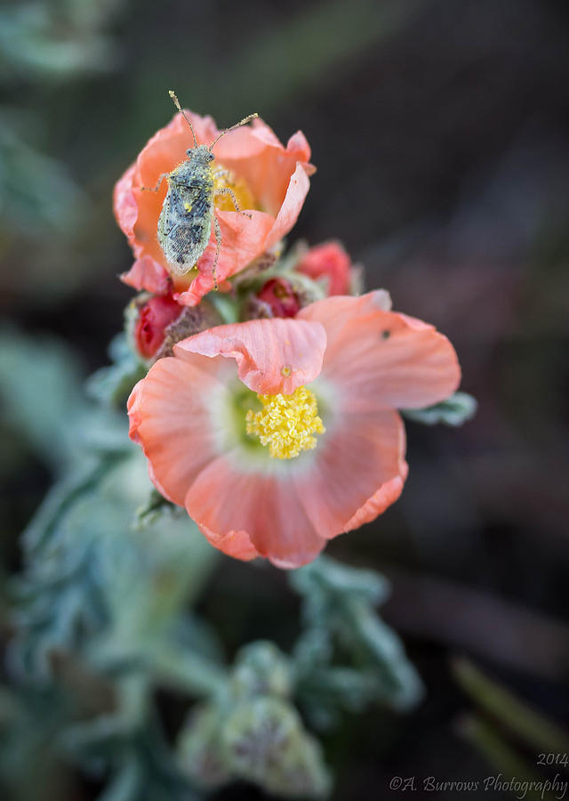 Insect on a Globemallow Photograph by Aaron Burrows