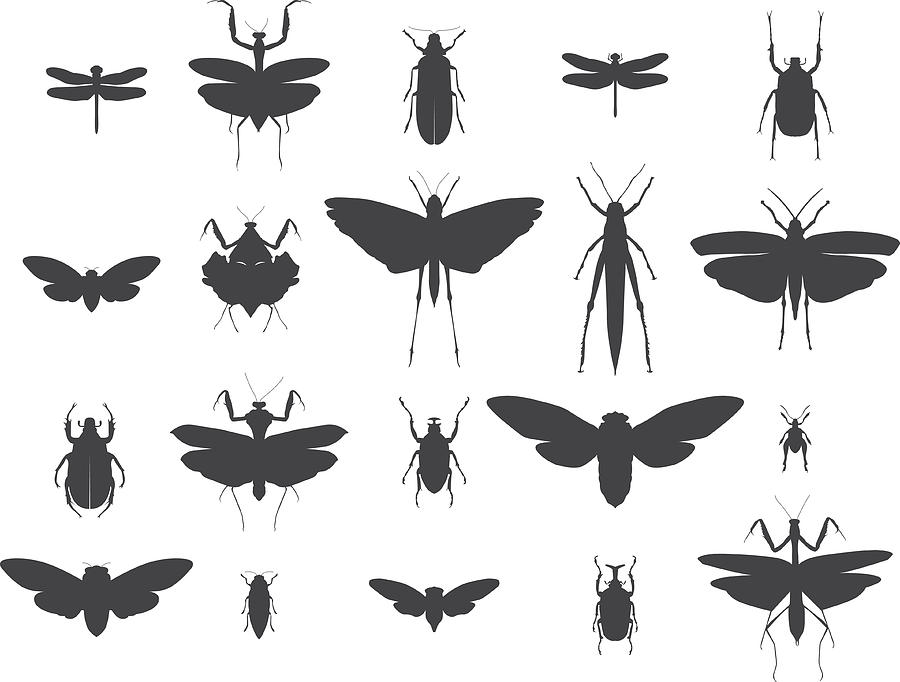 Insect silhouettes set Drawing by Mustafahacalaki