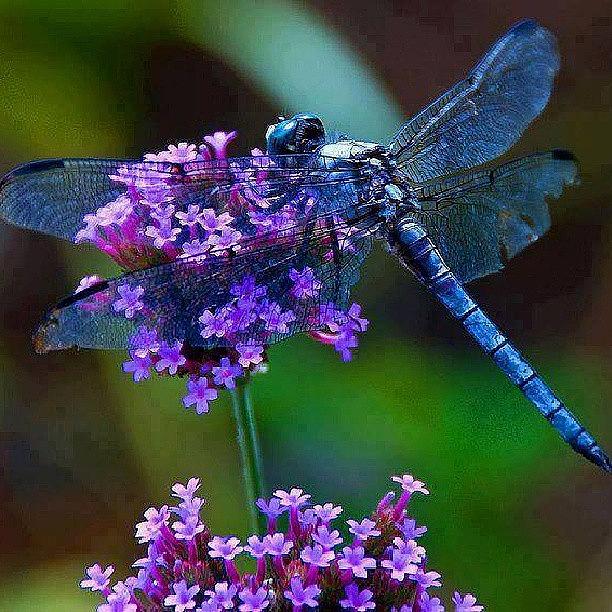 Butterflies: guides of species, images and resources.