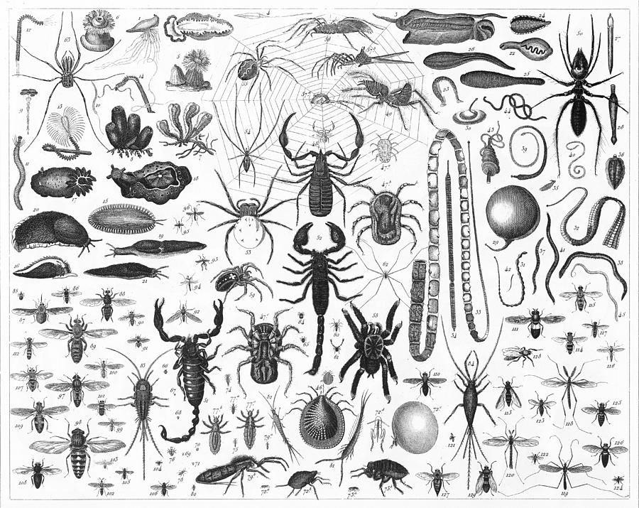 Insects and Worms Engraving Drawing by Bauhaus1000