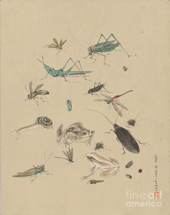 INSECTS c1825 Photograph by Granger