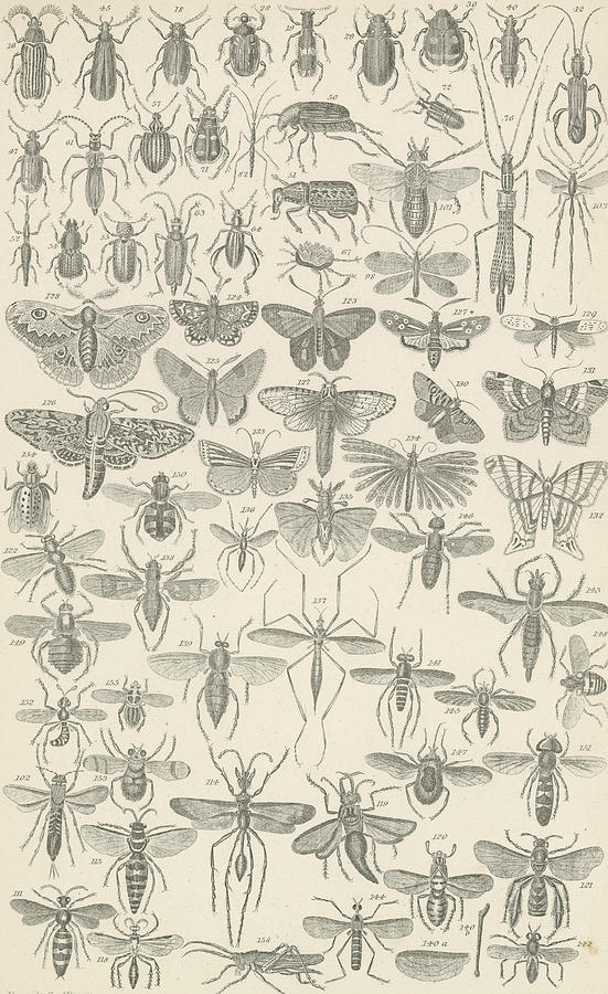 Insects Drawing - Insects by English School