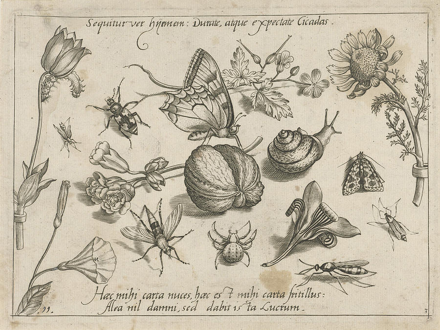 Insects, Flowers And A Snail Around A Walnut Drawing by Joris Hoefnagel ...