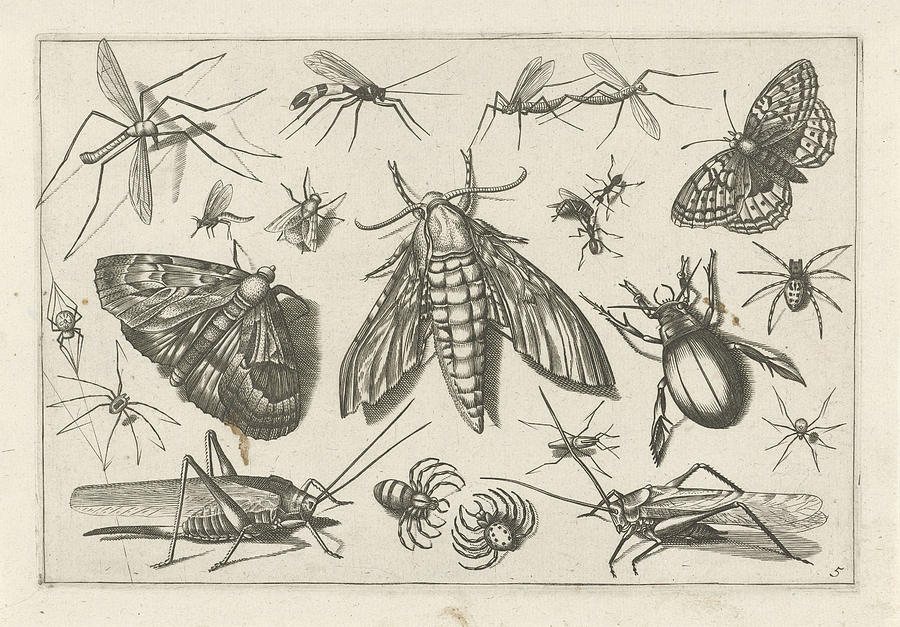 Insects Drawing - Insects, Jacob Hoefnagel, Joris Hoefnagel by Joris Hoefnagel And Claes Jansz. Visscher (ii)