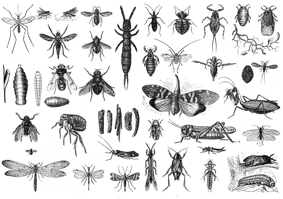 Insects Drawing by Nastasic