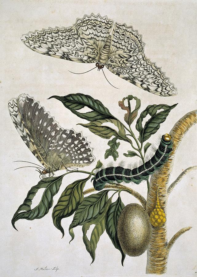 Insects of Surinam, 18th century Photograph by Science Photo Library