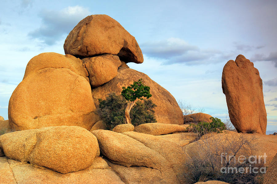 Inselbergs in Joshua Tree Photograph by Charline Xia