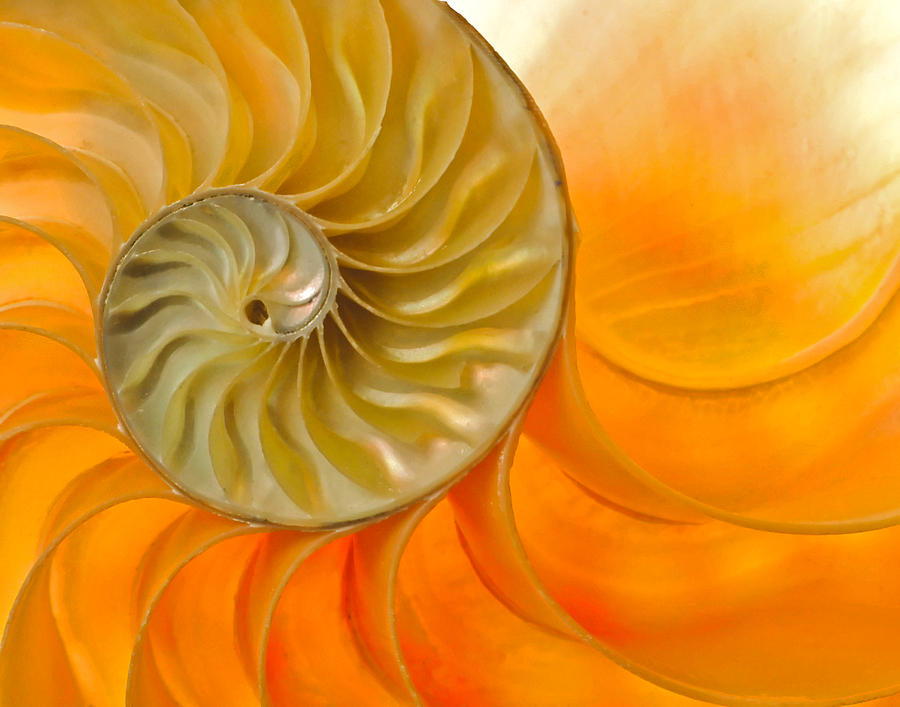 Inside a Nautilus Shell Photograph by David and Carol Kelly