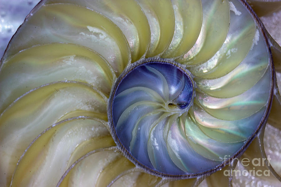 Inside A Nautilus Shell Photograph By Tom Gari Gallery Three Photography Pixels