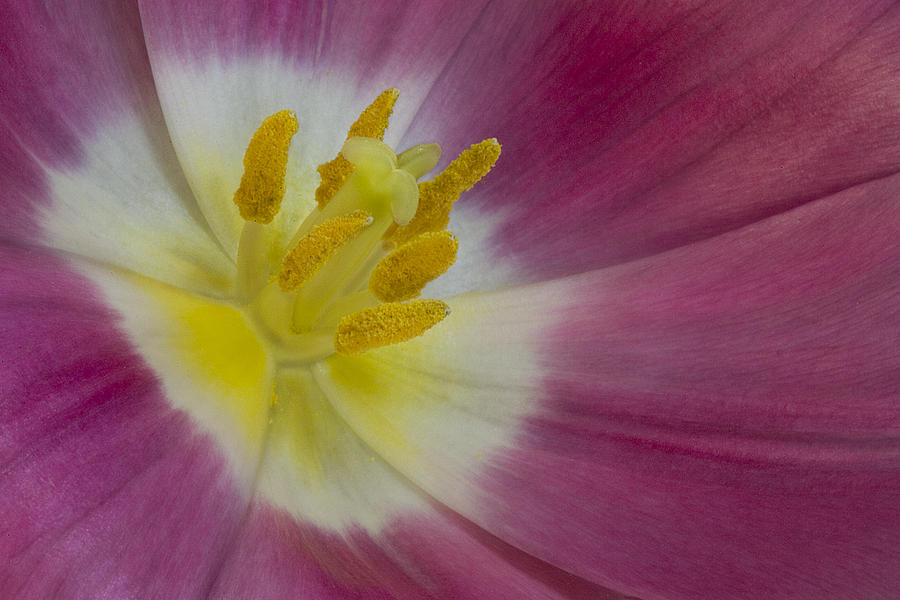 Inside A Pink Tulip Photograph by Susan Candelario