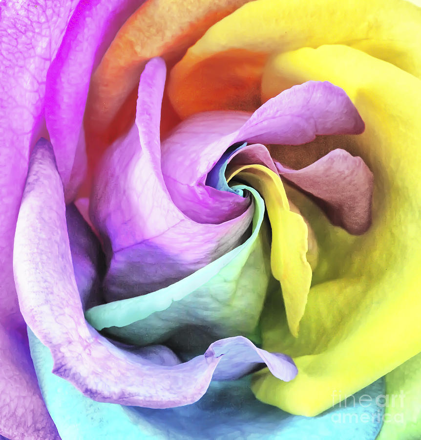 Inside a Rainbow Rose Photograph by Lori Frostad