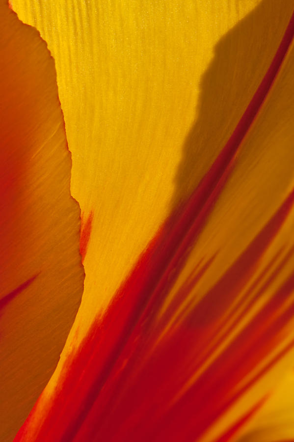 Anatomy of a Tulip I Photograph by Jean-Pierre Ducondi
