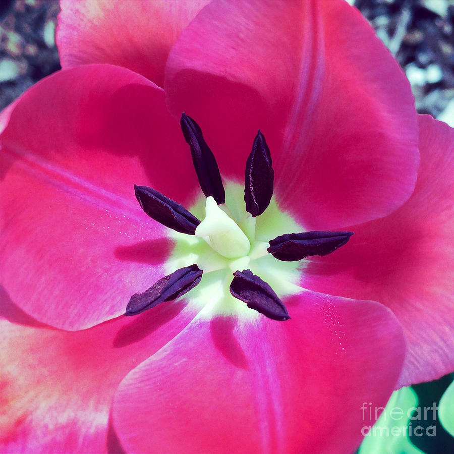 Inside a Tulip Photograph by Kerri Farley