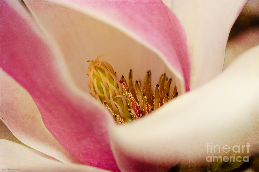 Inside a Tulip Tree Blossom Photograph by Mary Jane Armstrong