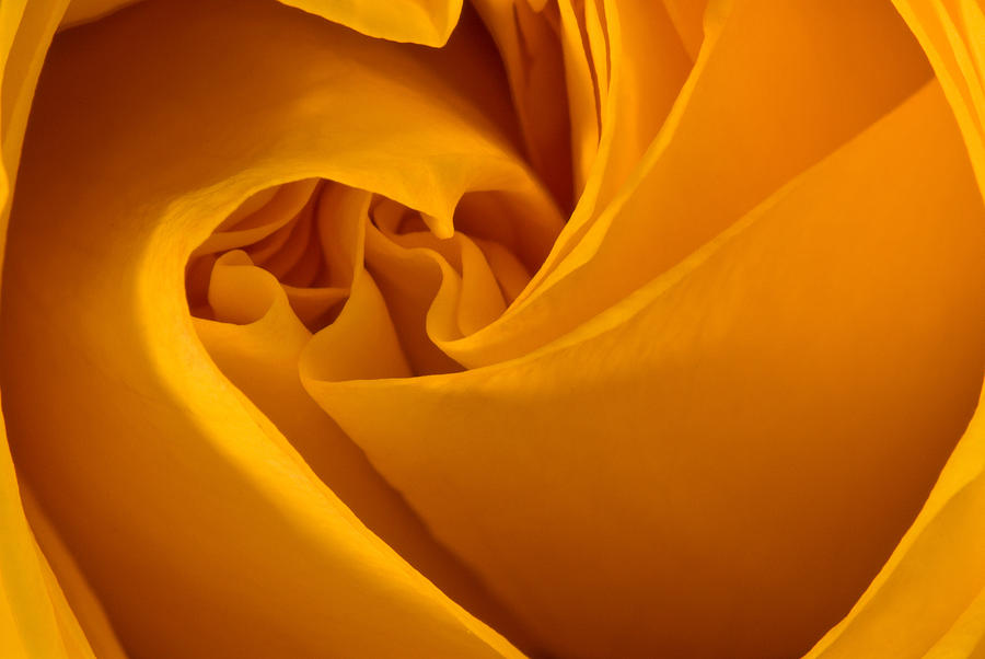 Rose Photograph - Inside a Yellow Rose by Onyonet Photo studios
