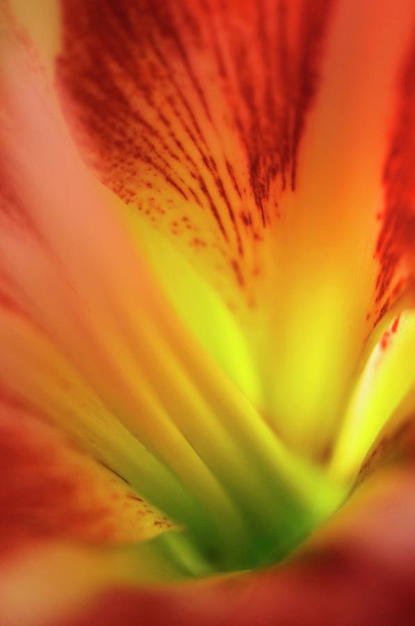 Inside Amaryllis (hippeastrum) Flower Photograph by Maria Mosolova