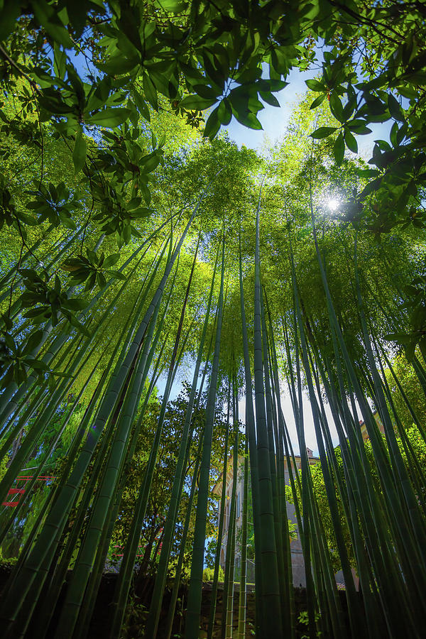 Inside Bamboo Photograph by Marco Rosato Photography