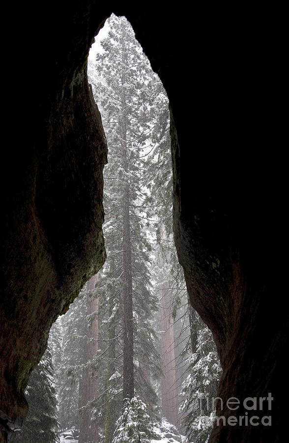 Inside Giant Sequoia Photograph by Gregory G. Dimijian, M.D.