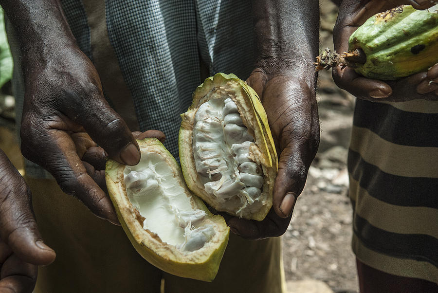 Inside of a cocoa fruit Photograph by Marco Vacca
