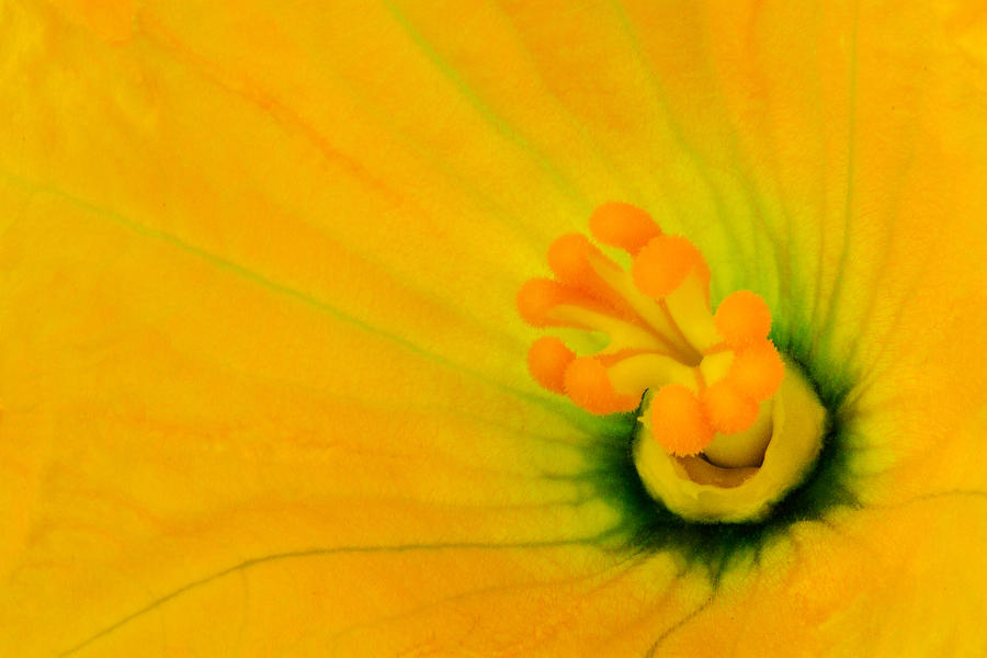 Inside of a Squash Blossom 2 Photograph by Robert Woodward