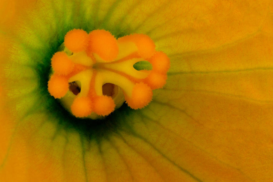 Inside of a Squash Blossom Photograph by Robert Woodward