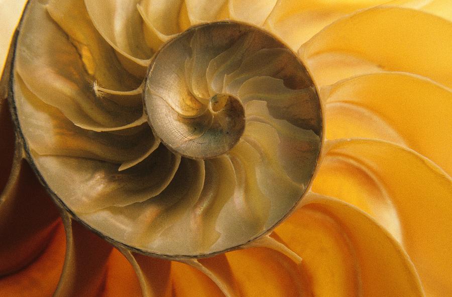 Inside Of Nautilus Shell Photograph by Bilderbuch - Fine Art America