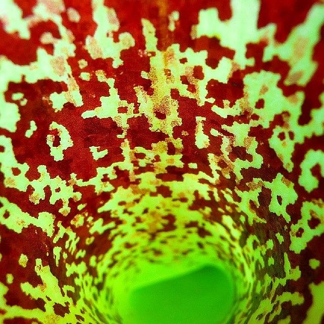 Nature Photograph - #inside #pitcherplant #flower by The Texturologist