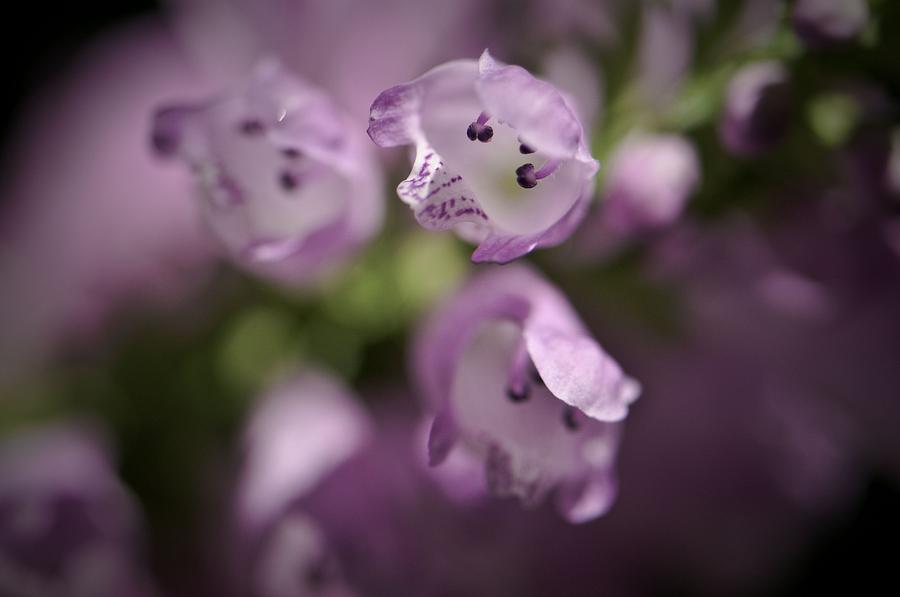 Inside the Bloom Photograph by Melinda Dreyer