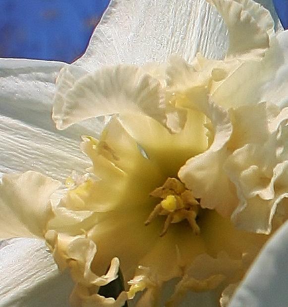 Inside the Cup of a Daffodil Photograph by Bruce Bley