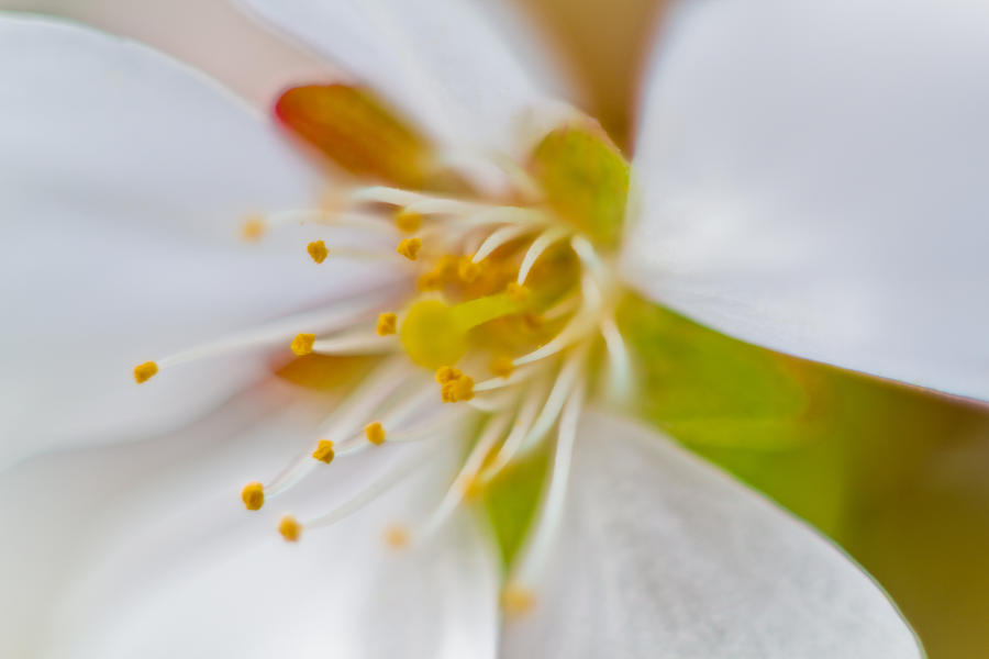 Inside the Flower Photograph by Jonny D