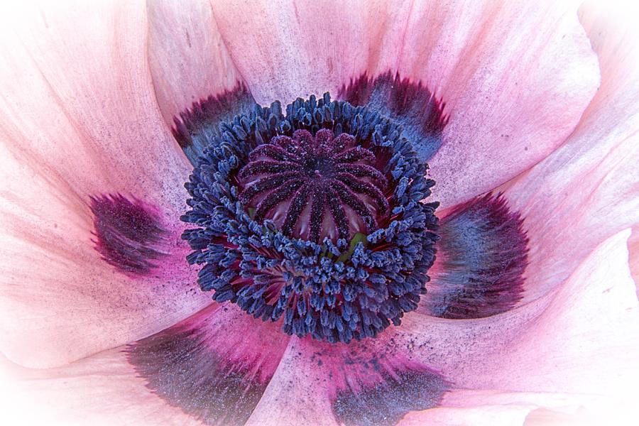 Inside the Pink Poppy Photograph by Michael J Samuels