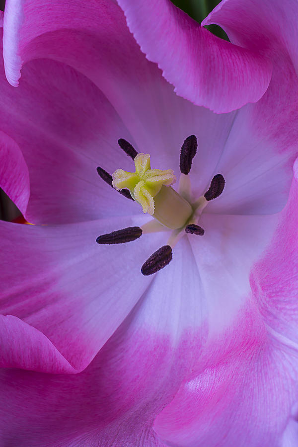 Tulip Photograph - Inside the pink tulip by Garry Gay