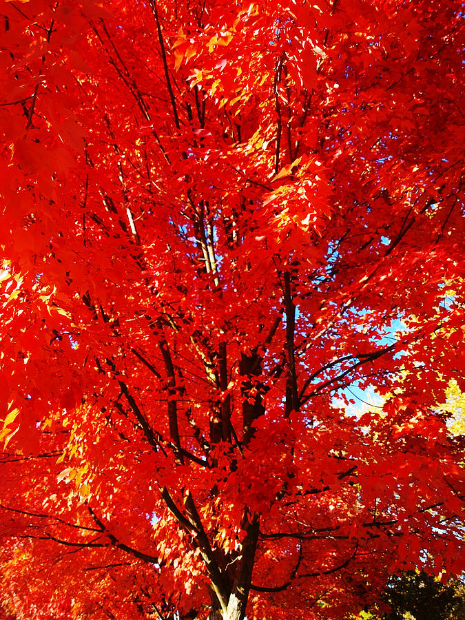 Inside The Red Tree Photograph
