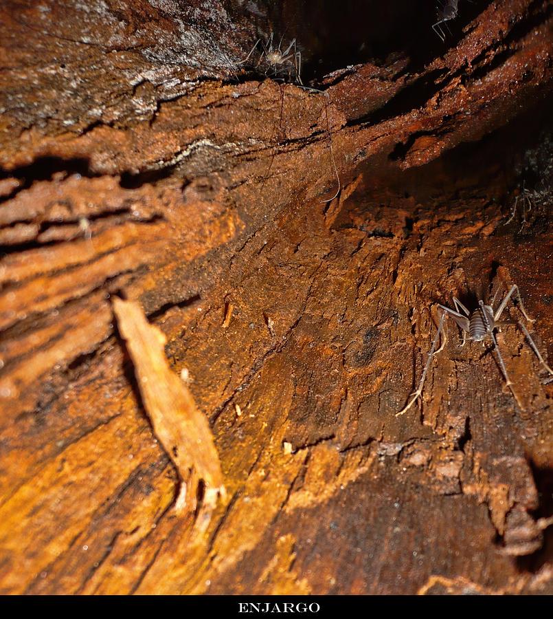 Inside the Tree. Photograph by Enjargo Art - Fine Art America