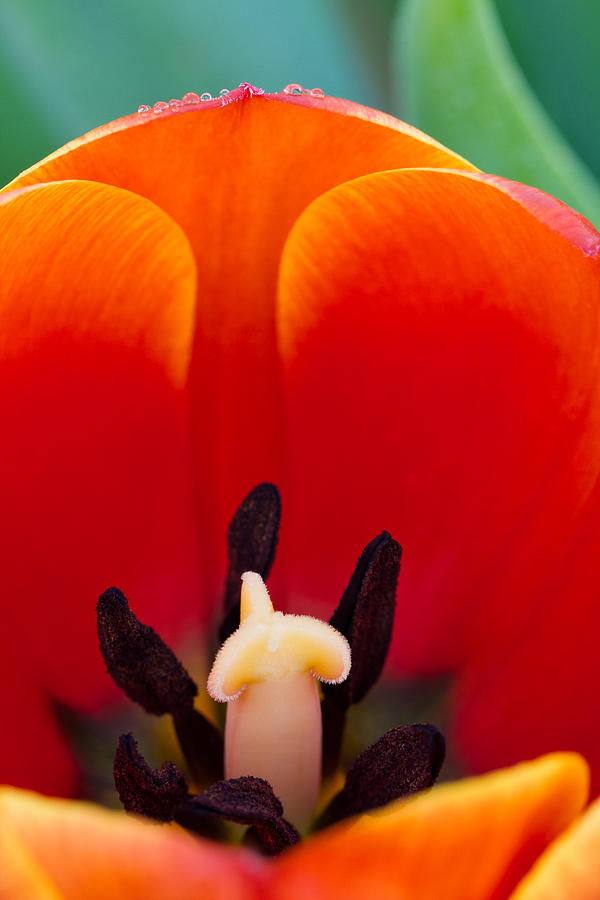 Inside the Tulip Photograph by Teresa Hunt - Fine Art America