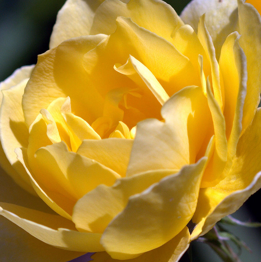 Inside the Yellow Rose Photograph by Farol Tomson